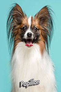 Papillon