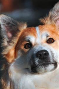 Icelandic Sheepdog