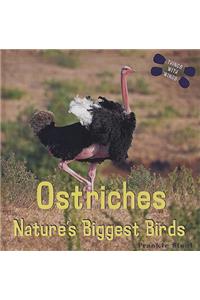 Ostriches