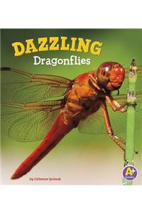 Dazzling Dragonflies