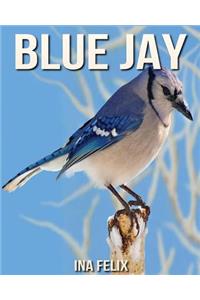 Blue Jay