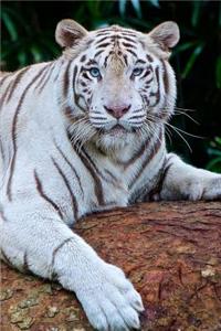 Awesome Lounging White Bengal Tiger Big Cat Journal