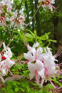White Summer Blooms 2019 Weekly Planner 134 Pages