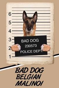 Bad Dog Belgian Malinoi