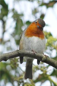 Curious Robin Red Breast Bird Journal