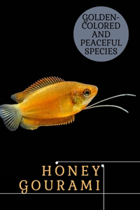 Honey Gourami