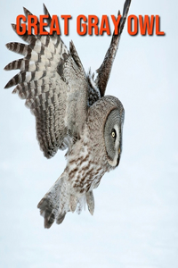 Great Gray Owl