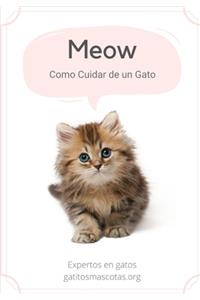 mayores curiosidades sobre gatos