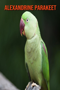 Alexandrine Parakeet