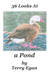 36 Looks At a Pond