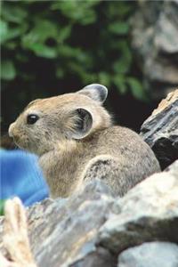 The Pika Journal