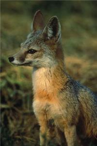 Fox Kit Animal Journal