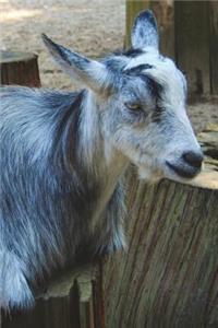 Say Hello to the Gray Goat Journal