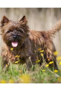 Cairn Terrier
