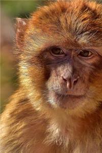 African Barbary Ape Up Close Primate Journal