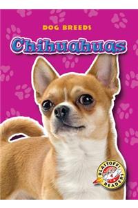 Chihuahuas