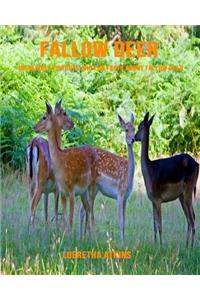 Fallow Deer: Incredible Pictures and Fun Facts about Fallow Deer