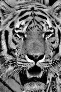 Close Up of a Beautiful Tiger in Black and White Journal