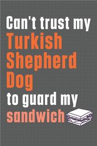 Can't trust my Turkish Shepherd Dog to guard my sandwich