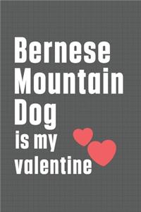Bernese Mountain Dog is my valentine