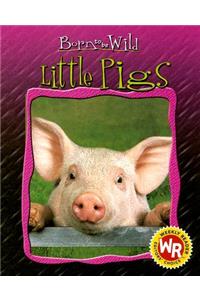 Little Pigs