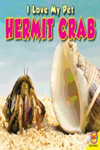 Hermit Crab