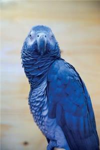 Parakeet Notebook & Journal. Productivity Work Planner & Idea Notepad