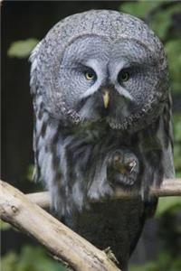 Intense Owl Bird Journal