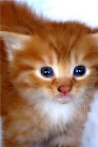 Kitten Journal