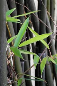 Fresh Leaves in a Bamboo Stand Journal