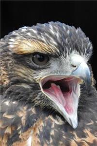 Harris Hawk Close Up Raptor Bird Journal