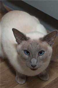 Gorgeous Blue-Eyed Siamese Cat Pet Journal
