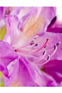 Rhododendron Flower Azalea Flowers Pretty Plant Florist Flower Arranging Pink