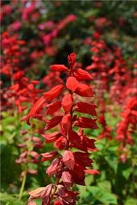 Gorgeous Scarlet Red Salvia Flowers Garden Journal