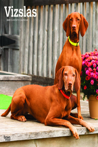 Vizslas 2023 Square
