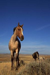 Horse Photo School Composition Book Equine Western Horse Herd