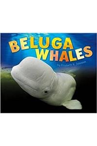 Beluga Whales