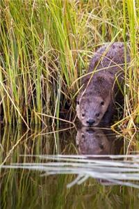 River Otter Animal Journal