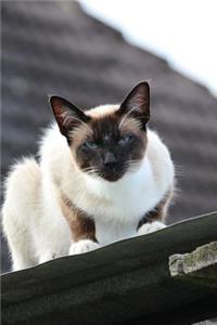 Siamese Cat Checking You Out Journal