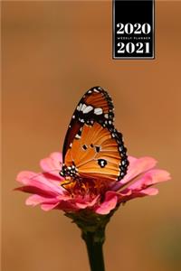 Butterfly Butterflies Insect Week Planner Weekly Organizer Calendar 2020 / 2021 - Pink Föower