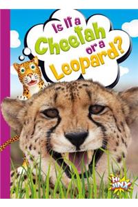 Is It a Cheetah or a Leopard?