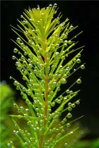 Aquarium Plants Notebook