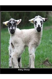 Baby Sheep