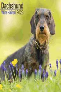 Wirehaired Dachshund 2023 Wall Calendar