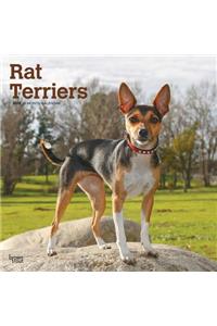 Rat Terriers 2019 Square