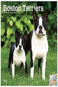 Boston Terriers 2022 Square