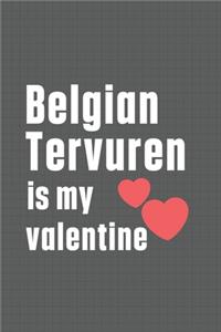 Belgian Tervuren is my valentine