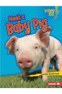 Meet a Baby Pig