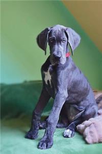 Great Dane Puppy Wants Your Attention Dog Journal