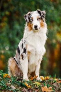 Australian Shepherd: Artified Pets Journal/Notebook/Diary, 8 by 10 and 160 Pages
